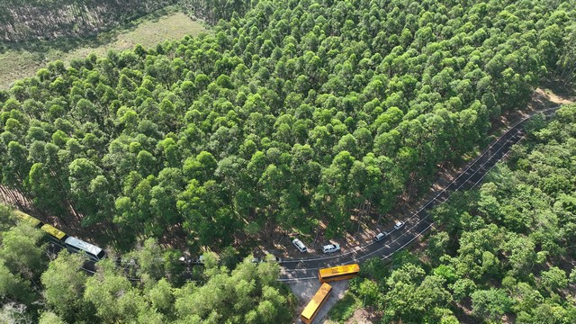 Industri Ladang Hutan Tampung Keperluan Bahan Mentah Industri Perkayuan ...